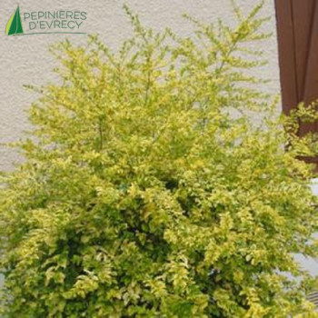 LIGUSTRUM sinensis LEMON AND LIME  Cont.2/2.5 L 
