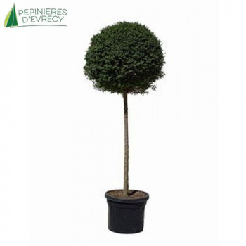 LIGUSTRUM delavayanum