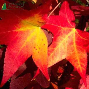 LIQUIDAMBAR styraciflua Gum ball