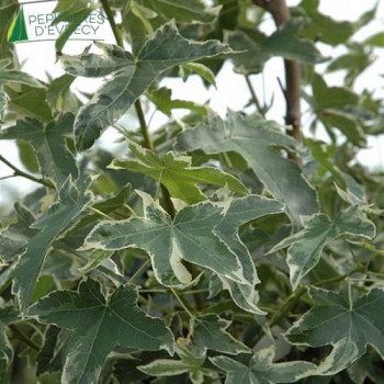 LIQUIDAMBAR styraciflua 'Silver King' = Albomarginata