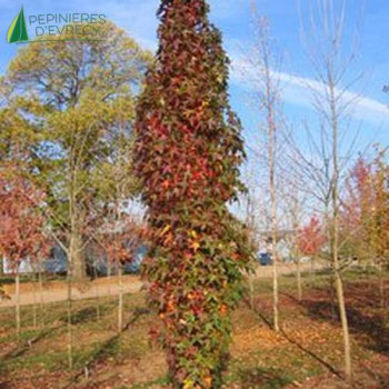 LIQUIDAMBAR styraciflua Splender silhouette