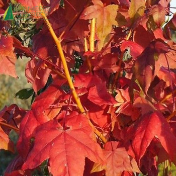 LIQUIDAMBAR styraciflua Golden Sun