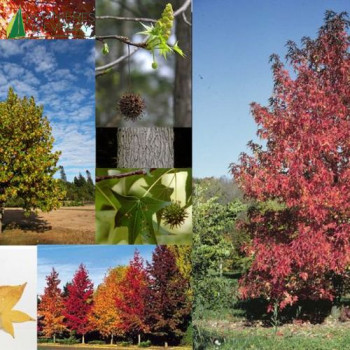 LIQUIDAMBAR styraciflua