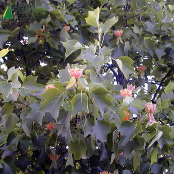 LIRIODENDRON tulipifera