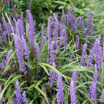 LIRIOPE muscari Big blue