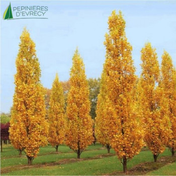 LIRIODENDRON tulipifera Fastigiatum