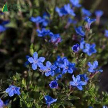 LITHODORA diffusa Heavenly blue  Godet 8/9 