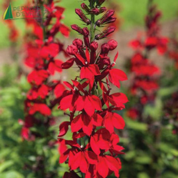 LOBELIA speciosa Fan Scarlet