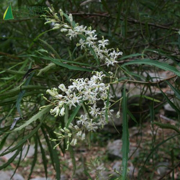 LOMATIA myricoides