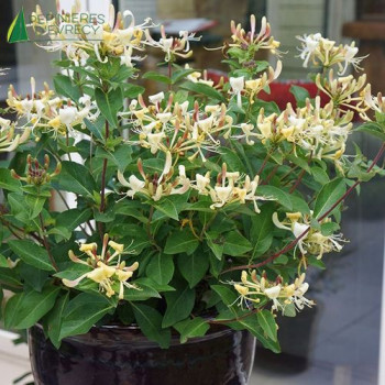 LONICERA Honey Baby