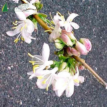 LONICERA fragrantissima 60/80 Cont.3/4 L 