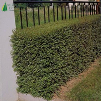 LONICERA nitida 50/60 Cont.3/4 L 