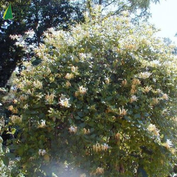 LONICERA japonica Halliana 175/200 Conteneur 