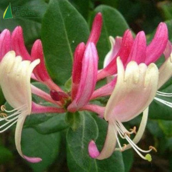 LONICERA japonica Red World 100/125 Cont.3/4 L 