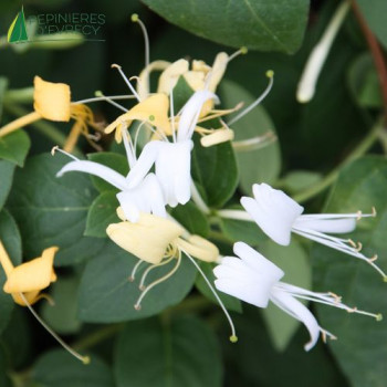 LONICERA japonica Halls Prolific 100/125 Cont.3/4 L 