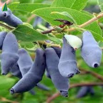 LONICERA kamtschatica Kiev  Cont.3/4 L 