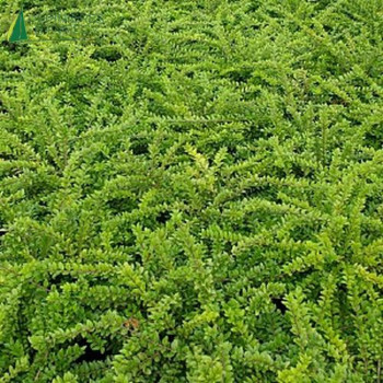 LONICERA nitida Maigrün