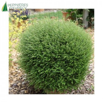 LONICERA nitida Scoop  Cont.2/2.5 L 