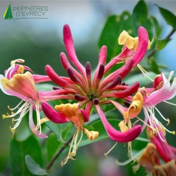 LONICERA periclymenum Chic and choc