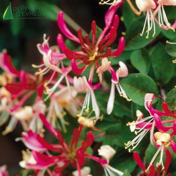 LONICERA periclymenum Belgica