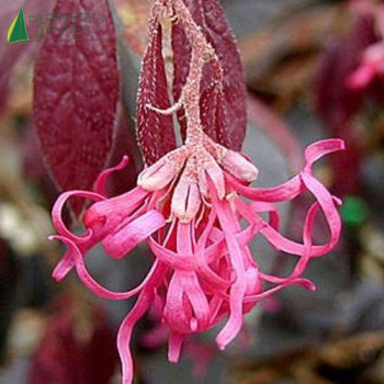 LOROPETALUM chinensis Fire dance  Cont.5/7.5 L 