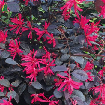 LOROPETALUM chinensis Black Pearl Pompons 125/150 Conteneur 