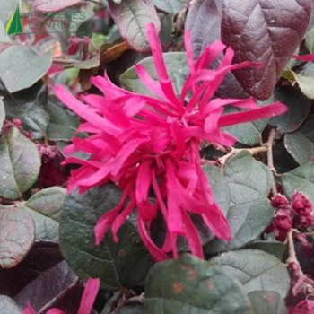 LOROPETALUM chinensis Rouge de la marjorie 30/40 Cont.2/2.5 L 
