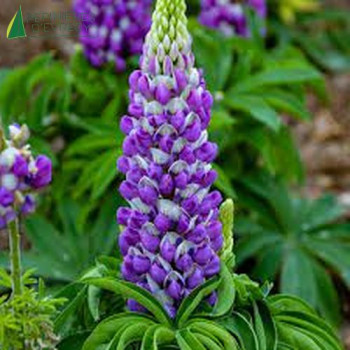 LUPINUS polyphyllus Blue  Godet 8/9 
