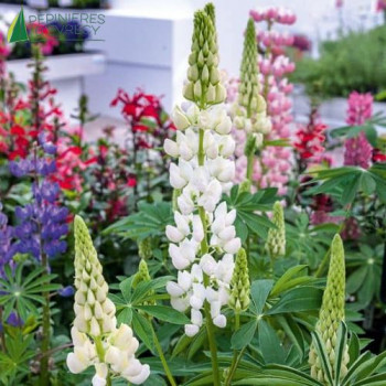 LUPINUS polyphyllus White  Godet 8/9 