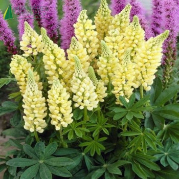 LUPINUS polyphyllus Yellow  Godet 8/9 