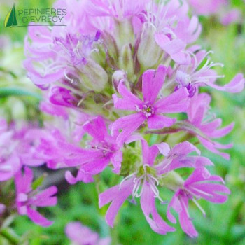 LYCHNIS alpina