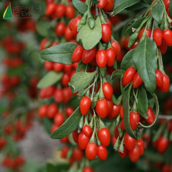 LYCIUM Barbarum
