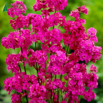 LYCHNIS viscaria Splendens