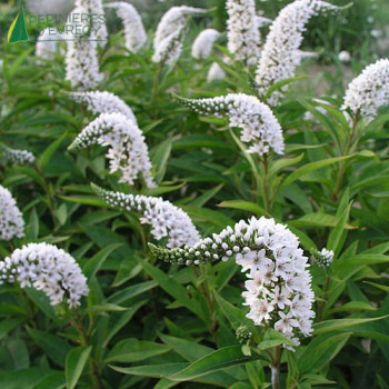 LYSIMACHIA clethroides  Godet 8/9 