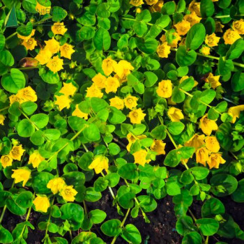 LYSIMACHIA nummularia  Godet 8/9 