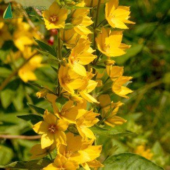 LYSIMACHIA punctata  Godet 8/9 