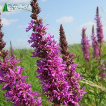 LYTHRUM salicaria