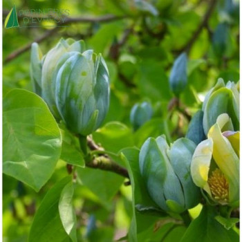 MAGNOLIA acuminata Blue Opal