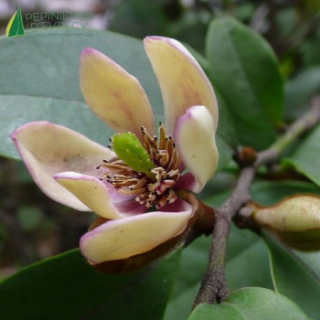 MAGNOLIA figo