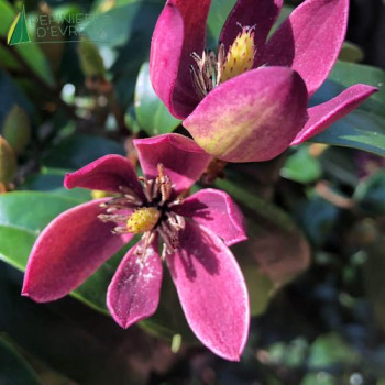 MAGNOLIA figo Stellar Ruby