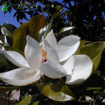 MAGNOLIA grandiflora Little Gem  Cont.2/2.5 L 