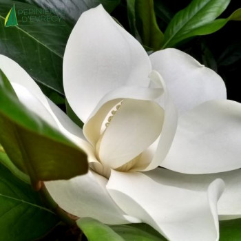 MAGNOLIA grandiflora Double Nantais