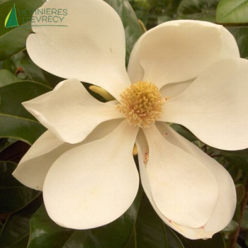 MAGNOLIA grandiflora Galissoniensis