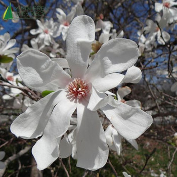 MAGNOLIA kobus Merrill