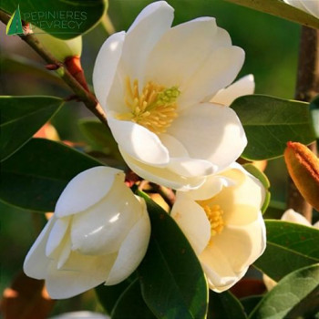 MAGNOLIA laevifolia Fairy Honey Velvet