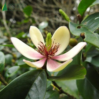 MAGNOLIA laevifolia White Caviar