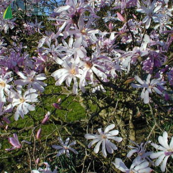 MAGNOLIA x loebneri Leonard messel
