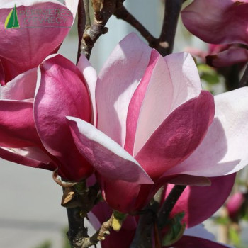 MAGNOLIA  March Till Frost