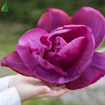 MAGNOLIA meganolia 100/125 Cont.15/20 L 