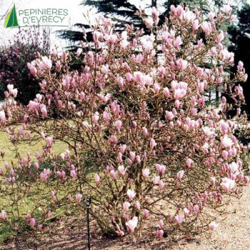 MAGNOLIA Betty